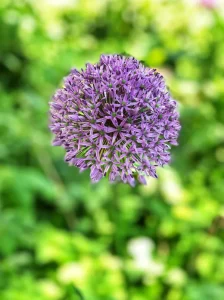 allium
