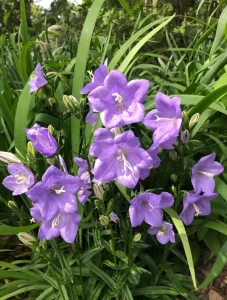 campanula