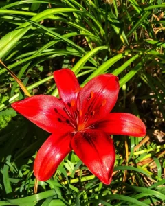 day lily 11