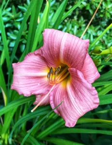 day lily 3