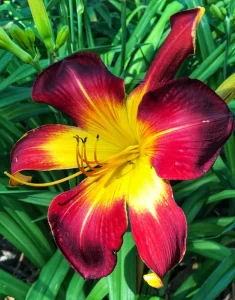 day lily 9