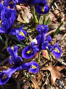 dwarf iris