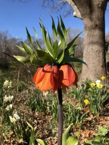 fritillaria imperialis
