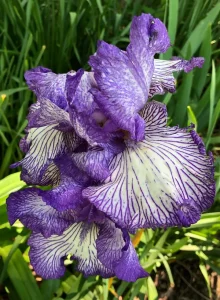 iris 5