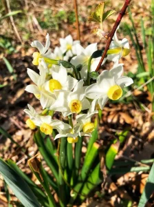 jonquil 2