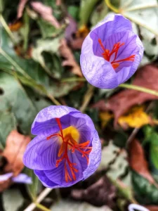 saffron crocus 2